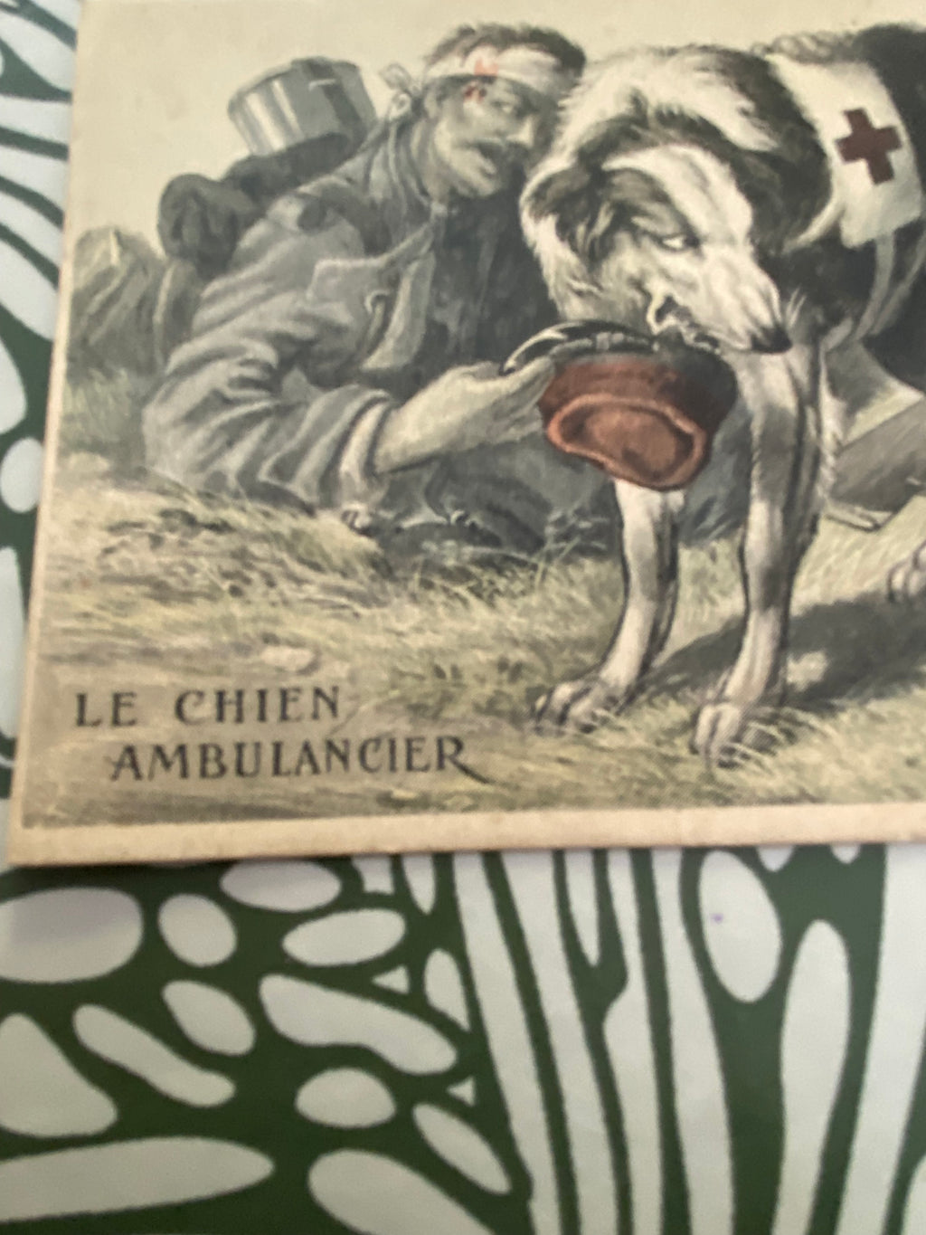 Carte postale ancien. Les Chien Ambulancier