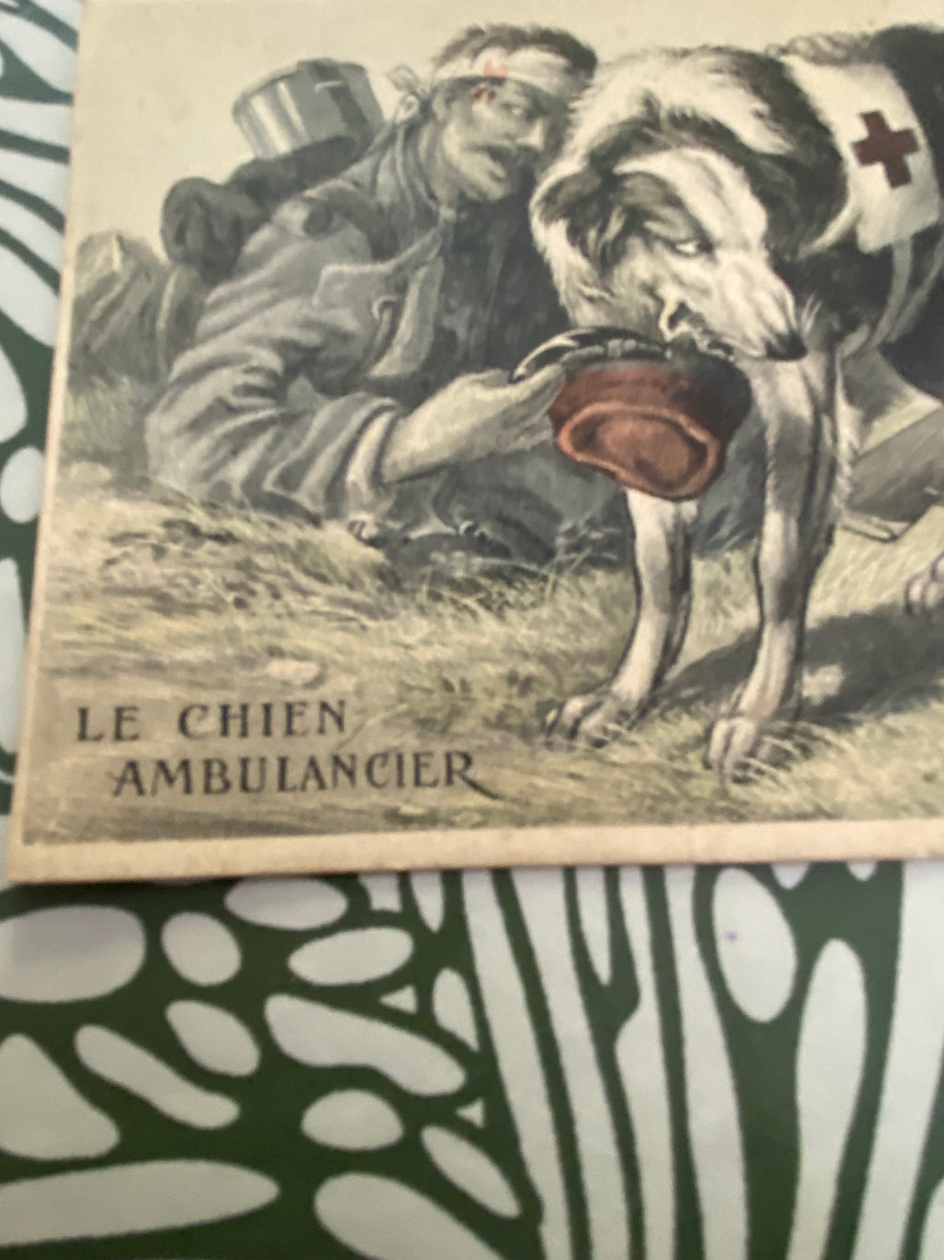 Carte postale ancien. Les Chien Ambulancier