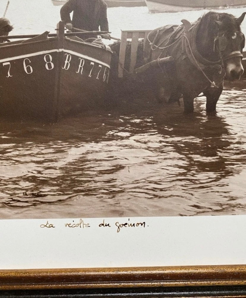 Photo véritable Gernot numérotée et signée la récolte du goémon