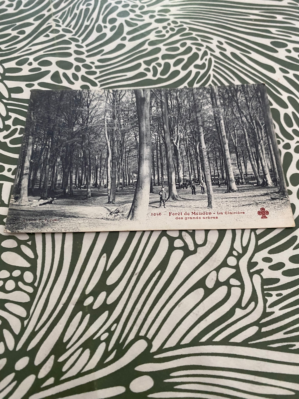 Carte postale ancienne Forêt de Meudon la clairière des grands arbres